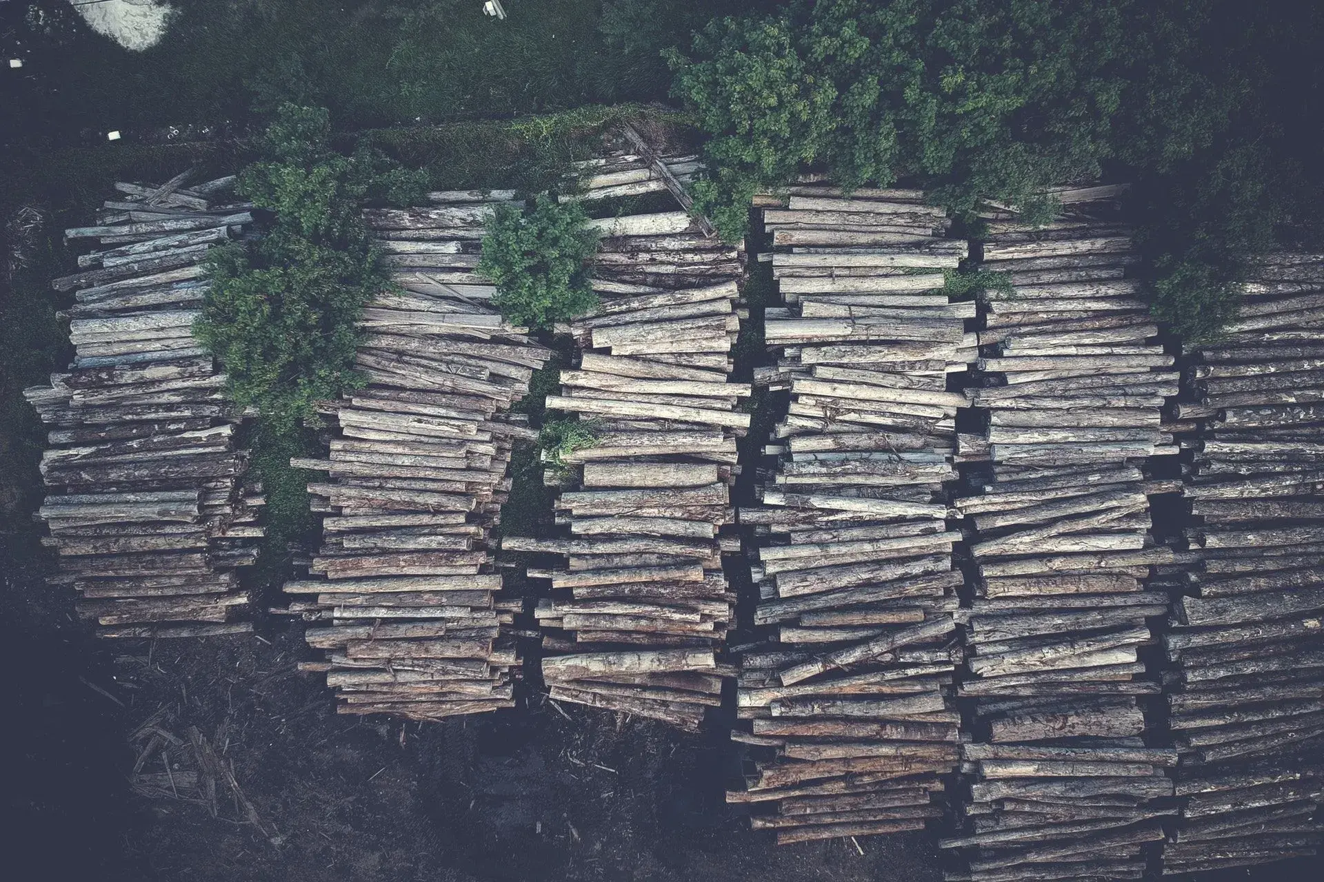 Artificial Intelligence for Environmental Conservation