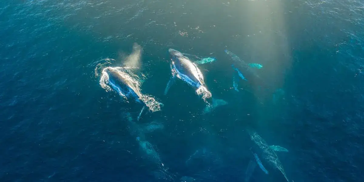 AI in Wildlife Conservation: Revolutionising Protection and Monitoring